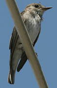 Spotted Flycatcher