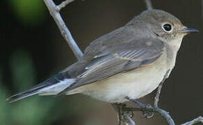 Red-breasted Flycatcher