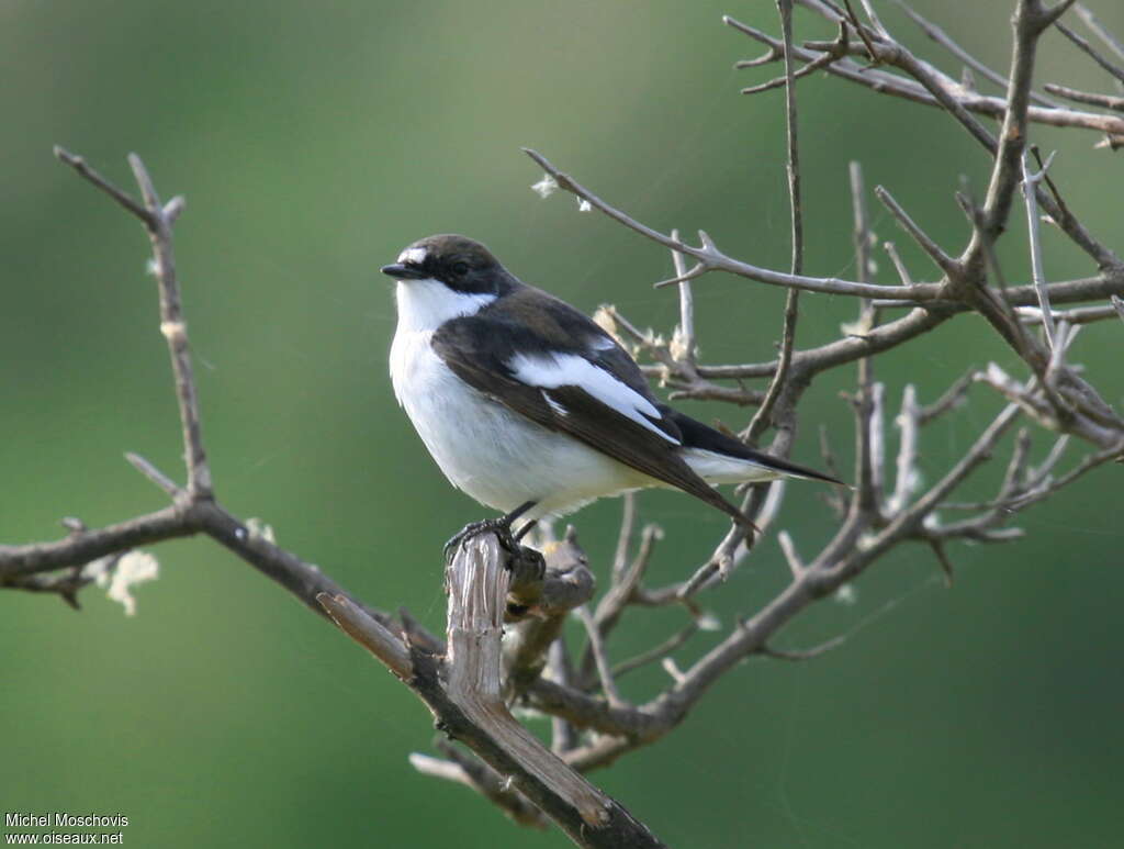 European Pied Flycatcher male adult breeding, identification