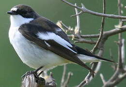 European Pied Flycatcher