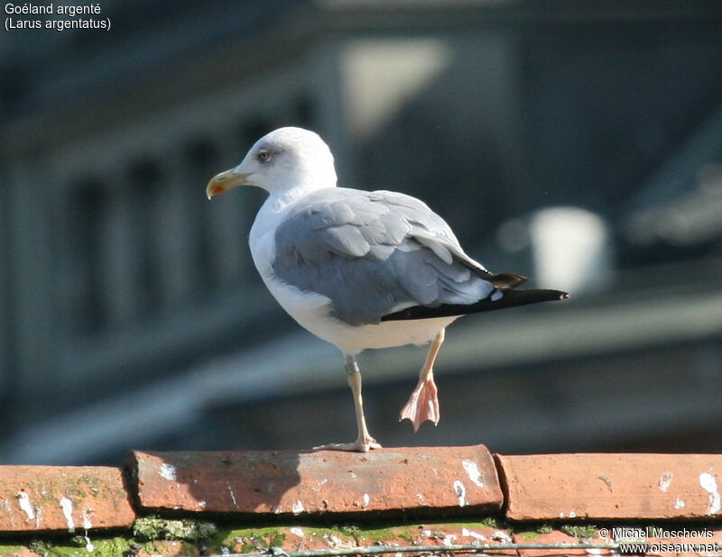 European Herring Gull, identification