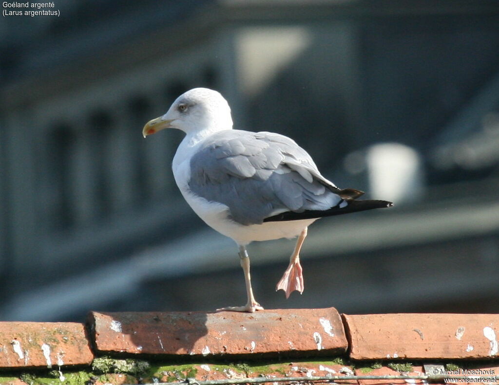 Goéland argenté, identification