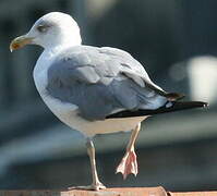 European Herring Gull