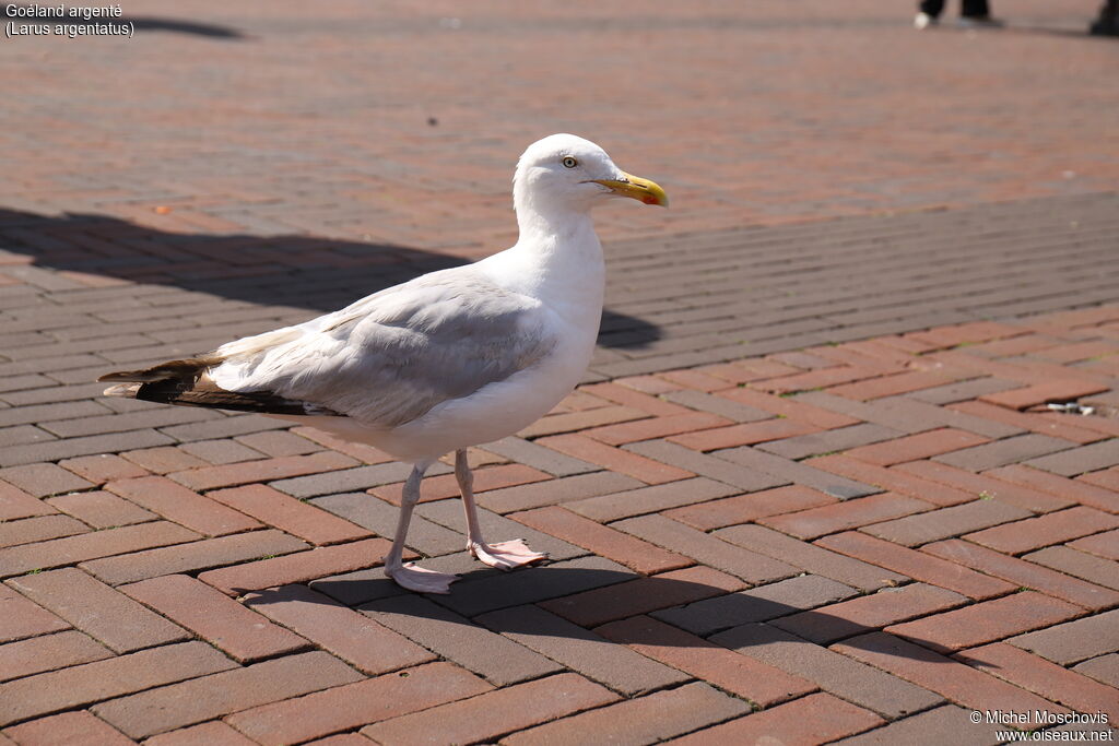 European Herring Gull, identification