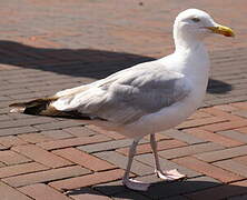 European Herring Gull