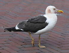 Lesser Black-backed Gull