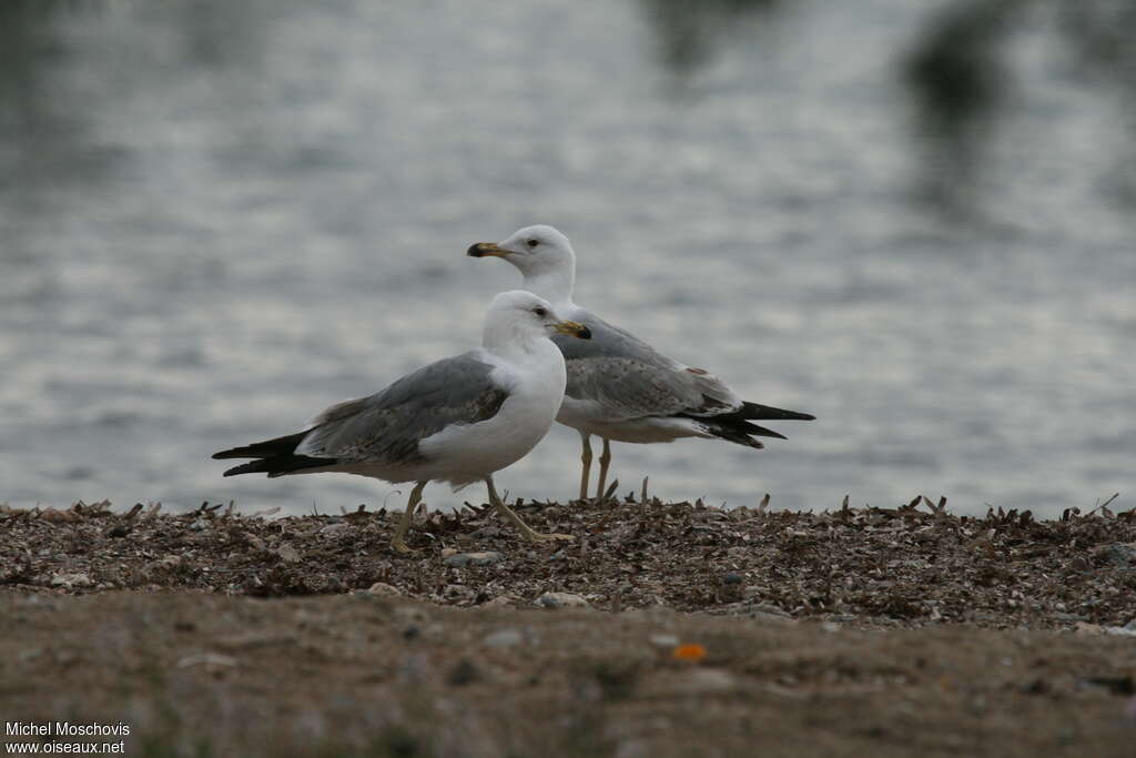 Goéland d'Arménieimmature, identification