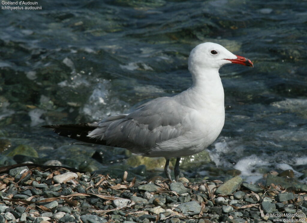 Audouin's Gull