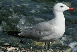 Audouin's Gull