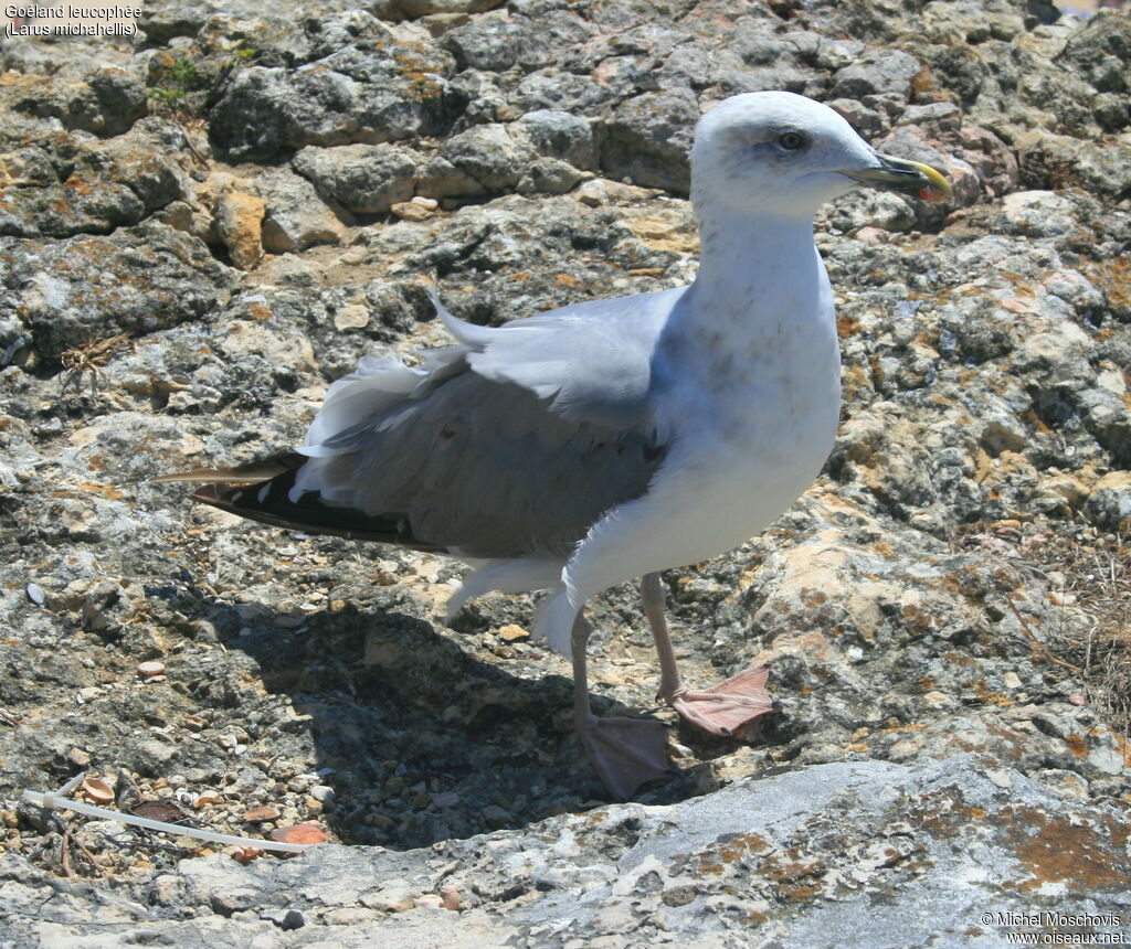 Goéland leucophée, identification