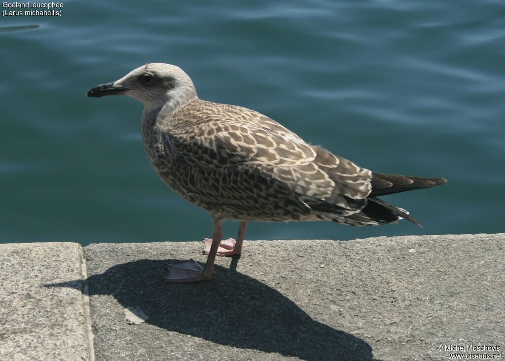 Goéland leucophée, identification