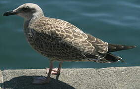 Yellow-legged Gull