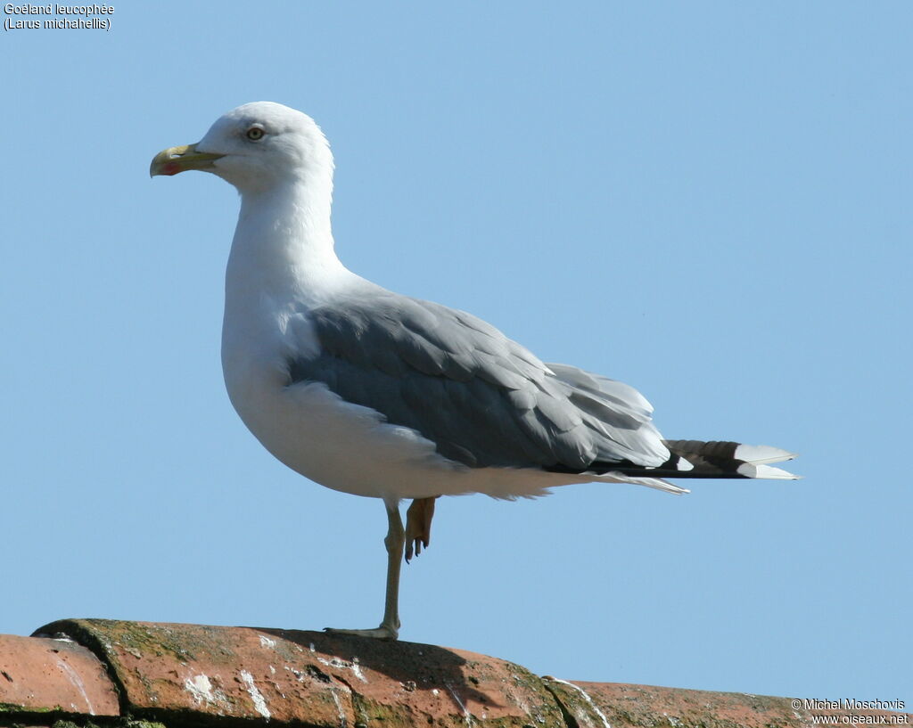 Goéland leucophéeadulte, identification