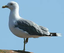 Yellow-legged Gull