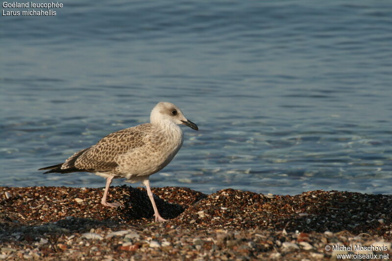 Yellow-legged Gulljuvenile