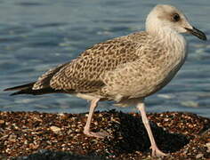 Yellow-legged Gull