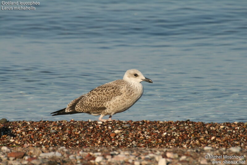 Yellow-legged Gulljuvenile