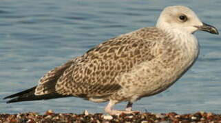 Yellow-legged Gull