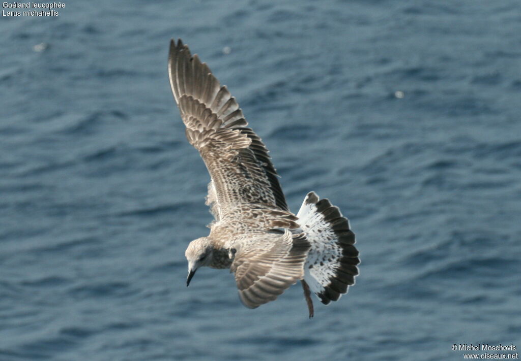 Yellow-legged Gullimmature