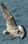 Yellow-legged Gull