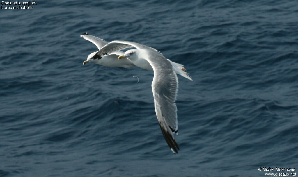 Yellow-legged Gulladult