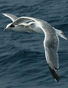 Yellow-legged Gull