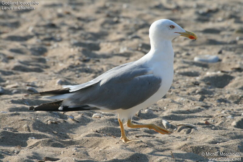 Yellow-legged Gulladult