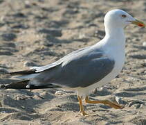 Yellow-legged Gull