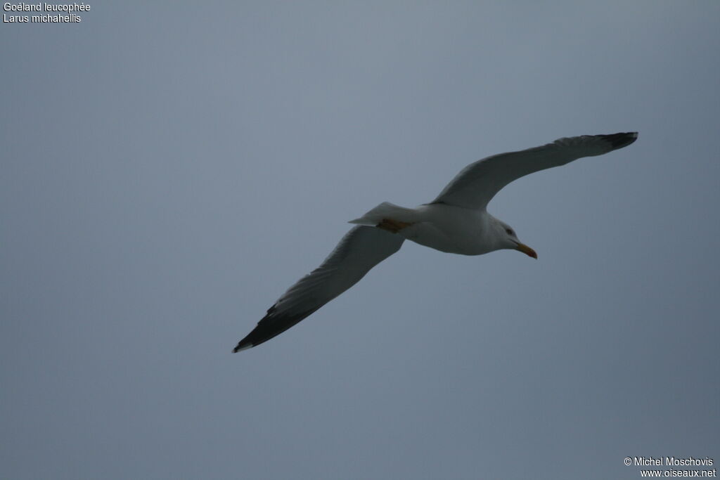 Yellow-legged Gull, Flight