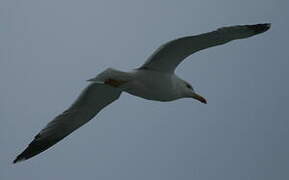 Yellow-legged Gull