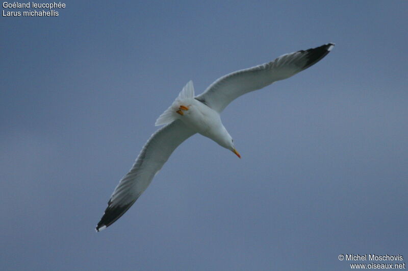 Yellow-legged Gull, Flight