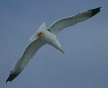 Yellow-legged Gull