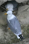 Yellow-legged Gull