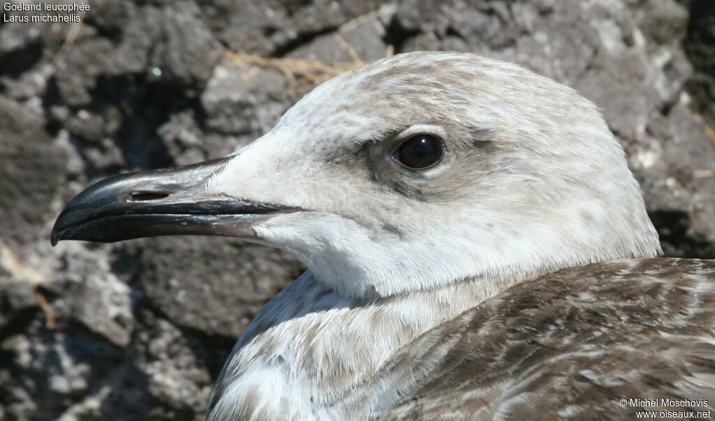 Yellow-legged Gulljuvenile, identification