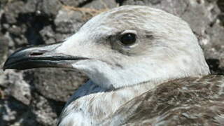 Yellow-legged Gull