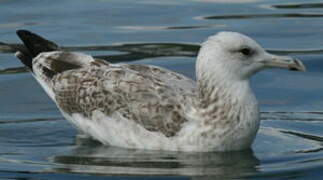 Caspian Gull