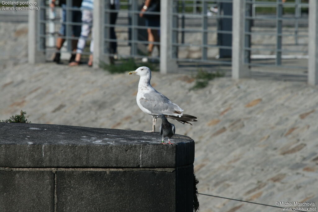 Caspian GullThird  year, identification