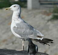 Caspian Gull