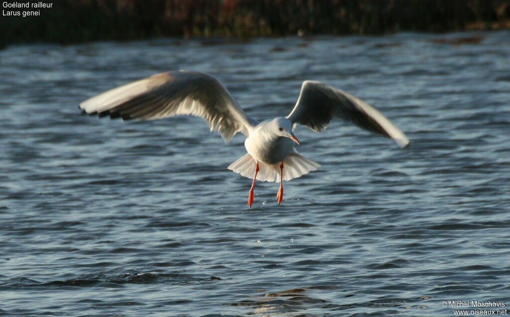 Slender-billed Gull