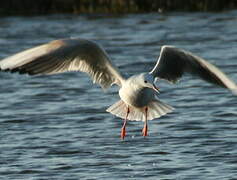 Slender-billed Gull