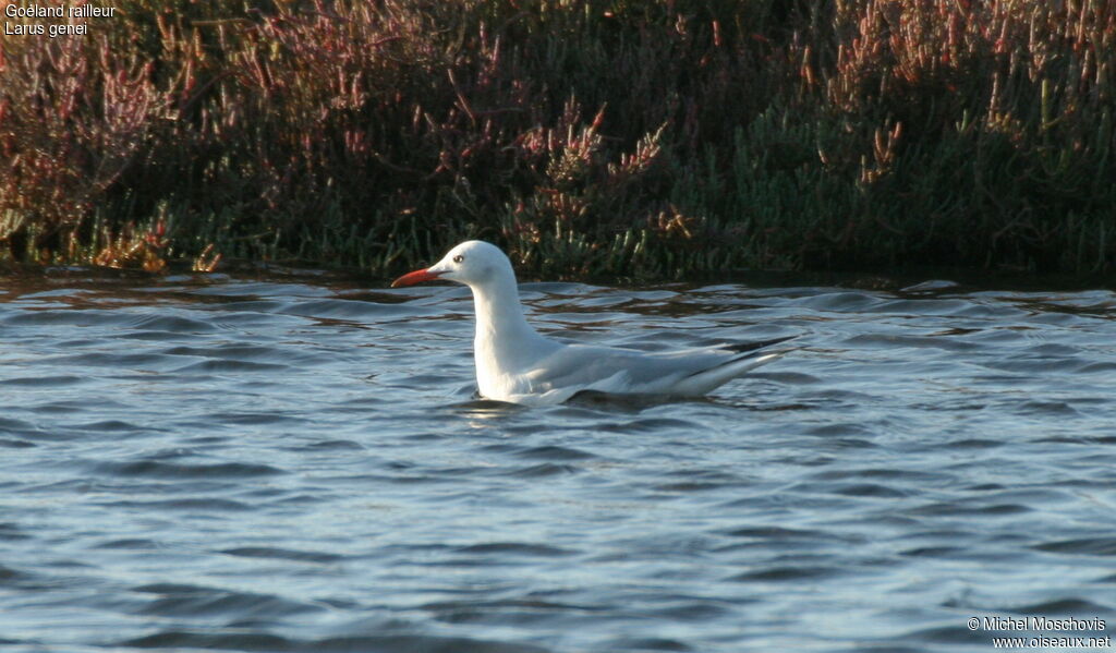 Slender-billed Gull