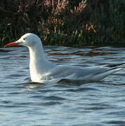 Slender-billed Gull