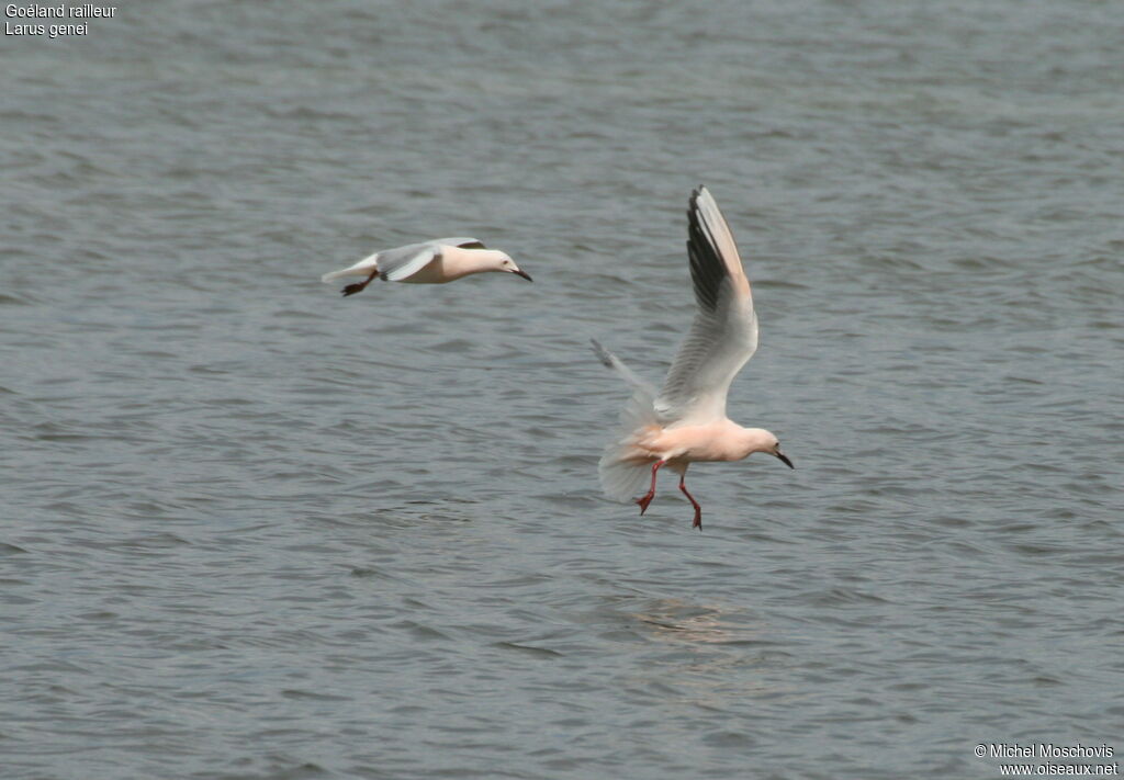 Slender-billed Gulladult breeding, Flight