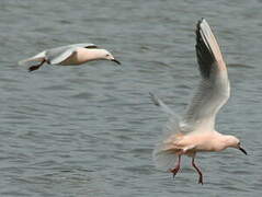 Slender-billed Gull