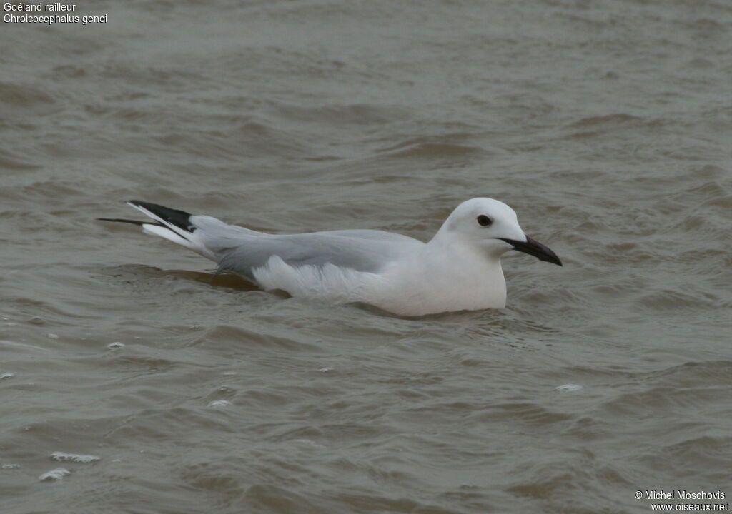 Goéland railleur, identification