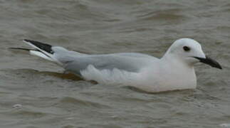 Slender-billed Gull