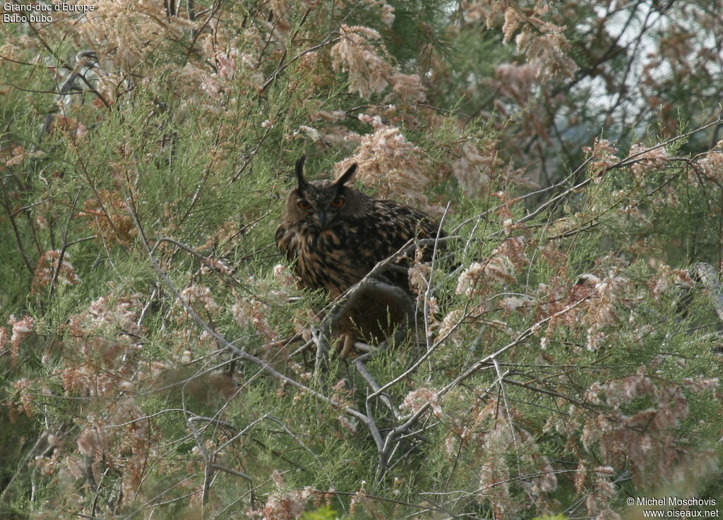 Eurasian Eagle-Owl, identification