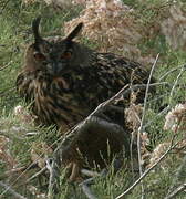 Eurasian Eagle-Owl