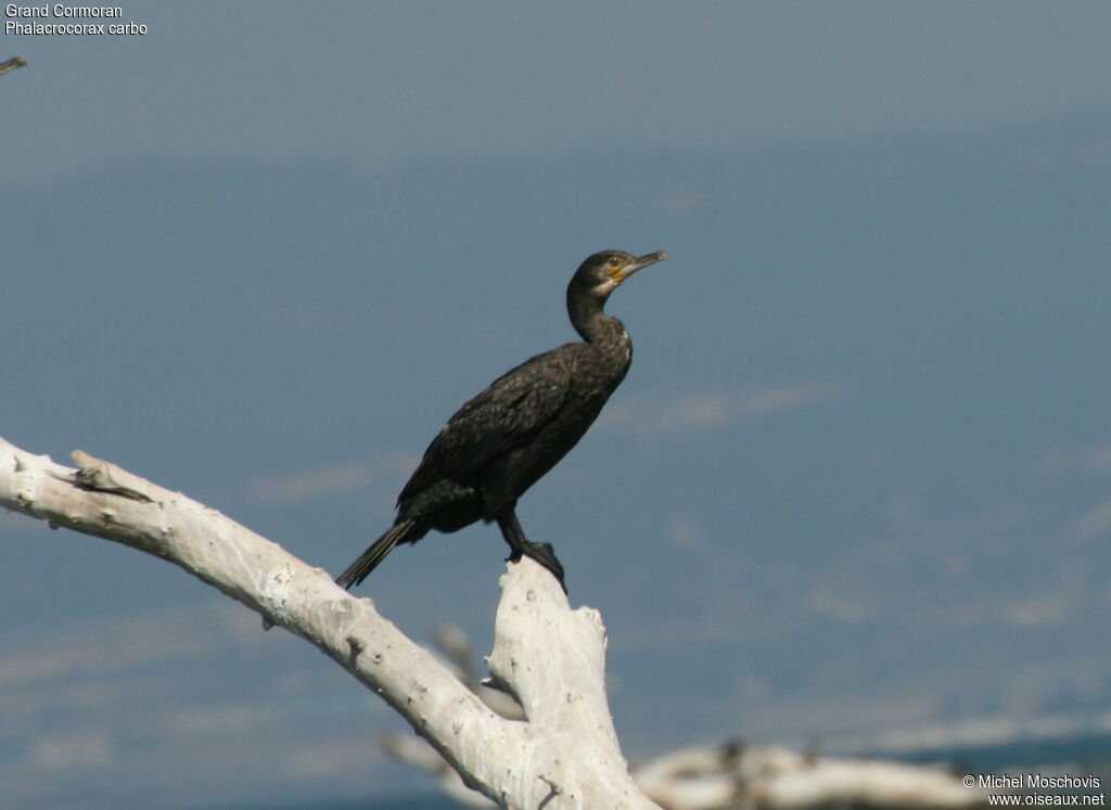 Great Cormorant