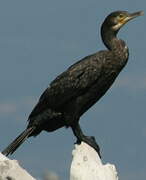 Great Cormorant